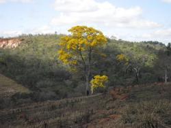Área para Venda em Itabirito - 4