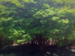 Fazenda para Venda em Itabirito - 5