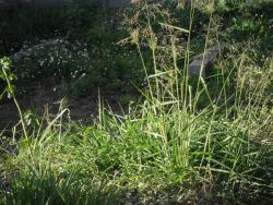 Área para Venda em Itabirito - 3