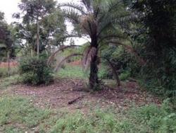 #333 - Área para Venda em Itabirito - MG - 2