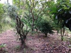 #333 - Área para Venda em Itabirito - MG - 3