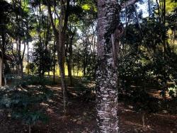 Sítio para Venda em Ouro Preto - 4